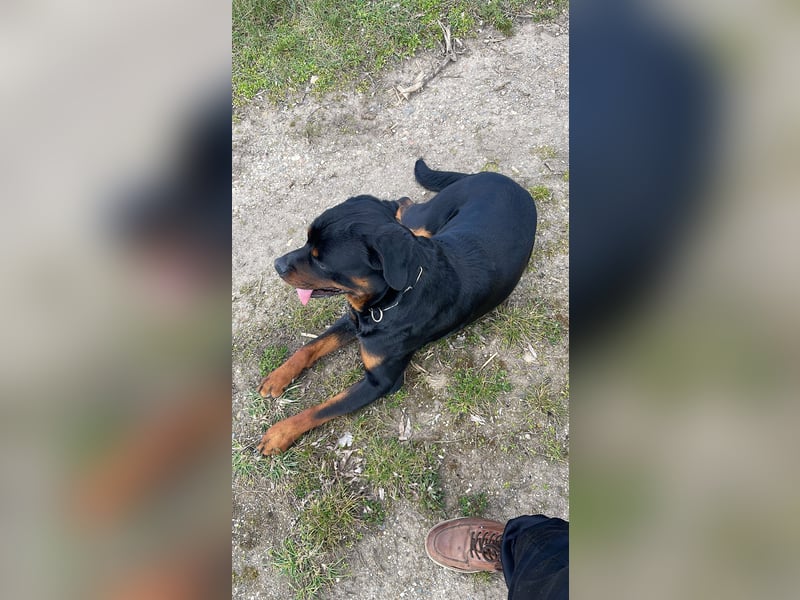 Rottweiler