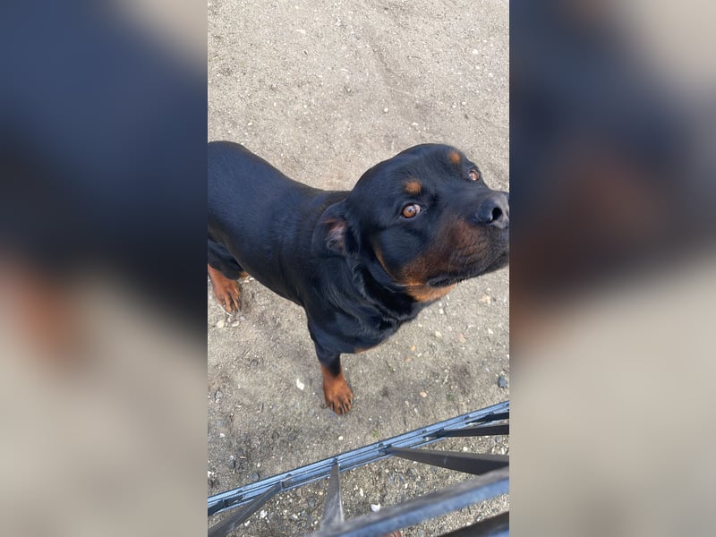 Rottweiler