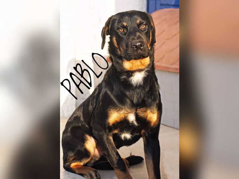Pablo, 11/19 - ausgeglichener, lieber Rotti-Mix sucht erfahrene Familie