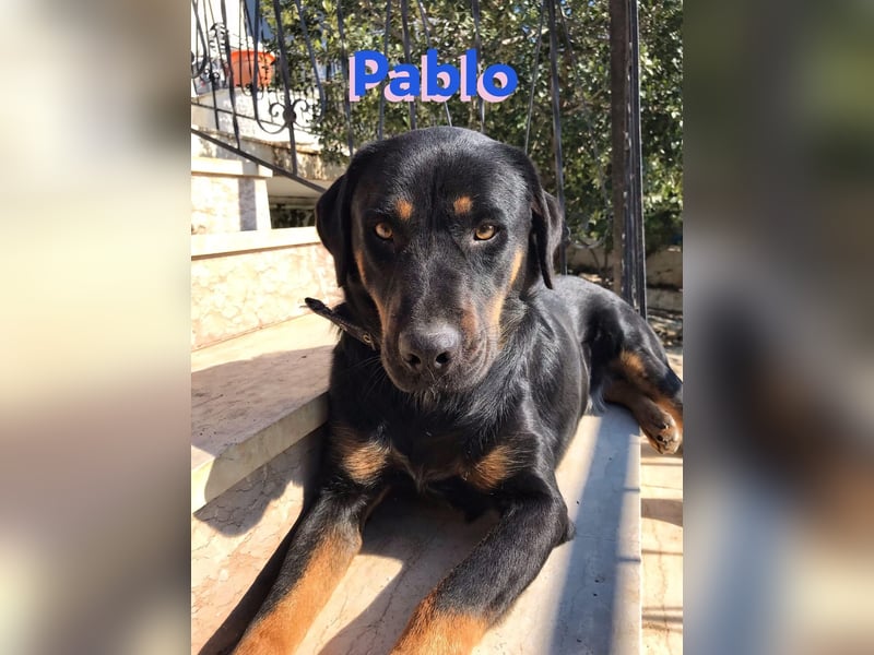 Pablo, 11/19 - ausgeglichener, lieber Rotti-Mix sucht erfahrene Familie