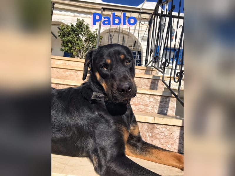 Pablo, 11/19 - ausgeglichener, lieber Rotti-Mix sucht erfahrene Familie