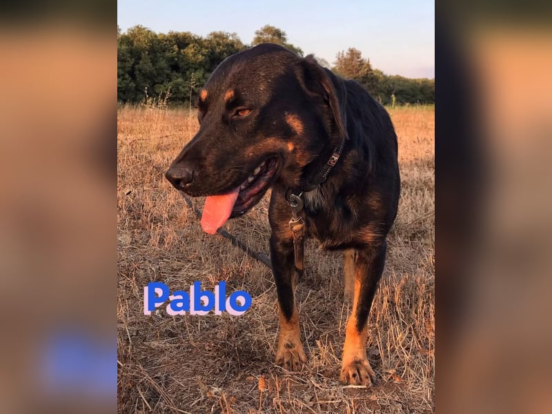 Pablo, 11/19 - ausgeglichener, lieber Rotti-Mix sucht erfahrene Familie