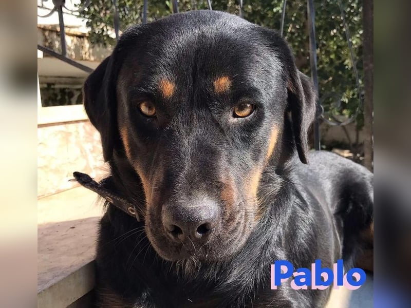 Pablo, 11/19 - ausgeglichener, lieber Rotti-Mix sucht erfahrene Familie