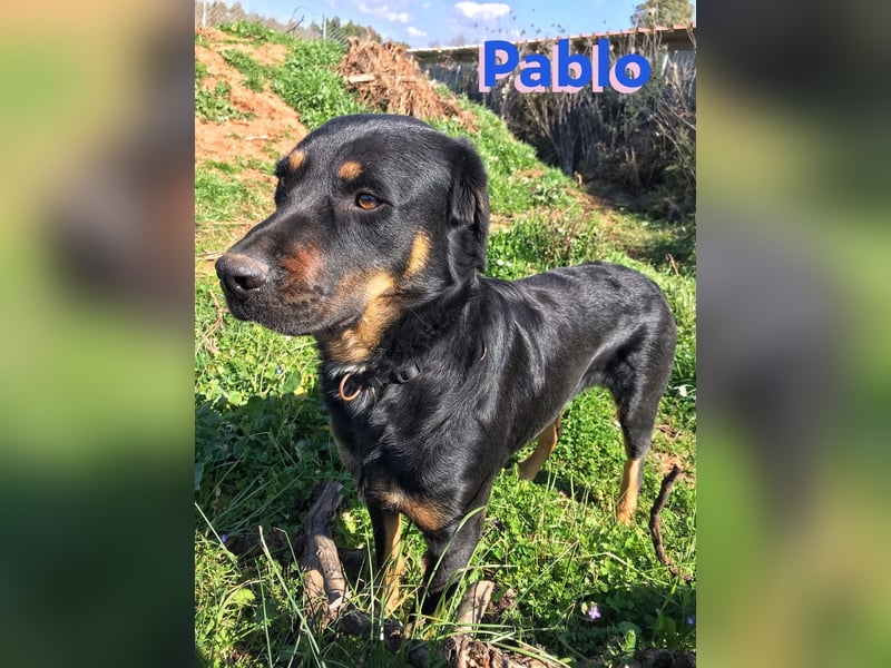 Pablo, 11/19 - ausgeglichener, lieber Rotti-Mix sucht erfahrene Familie