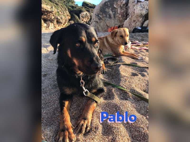 Pablo, 11/19 - ausgeglichener, lieber Rotti-Mix sucht erfahrene Familie