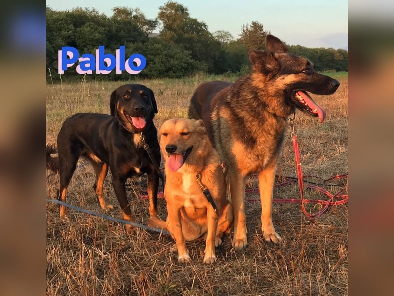 Pablo, 11/19 - ausgeglichener, lieber Rotti-Mix sucht erfahrene Familie