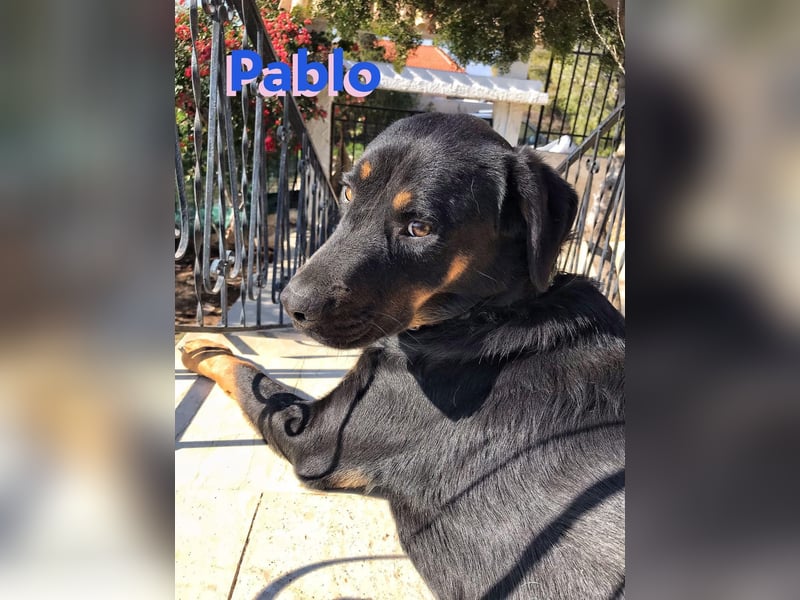 Pablo, 11/19 - ausgeglichener, lieber Rotti-Mix sucht erfahrene Familie