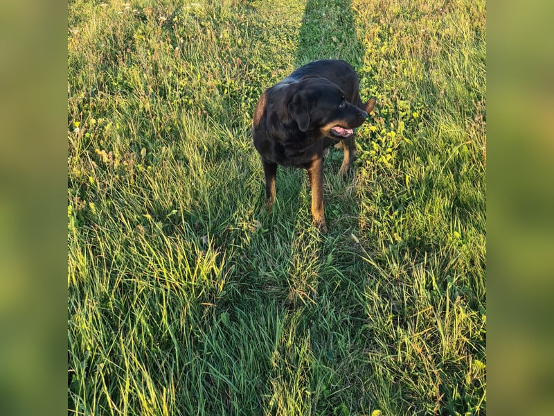 Rottweiler Welpen