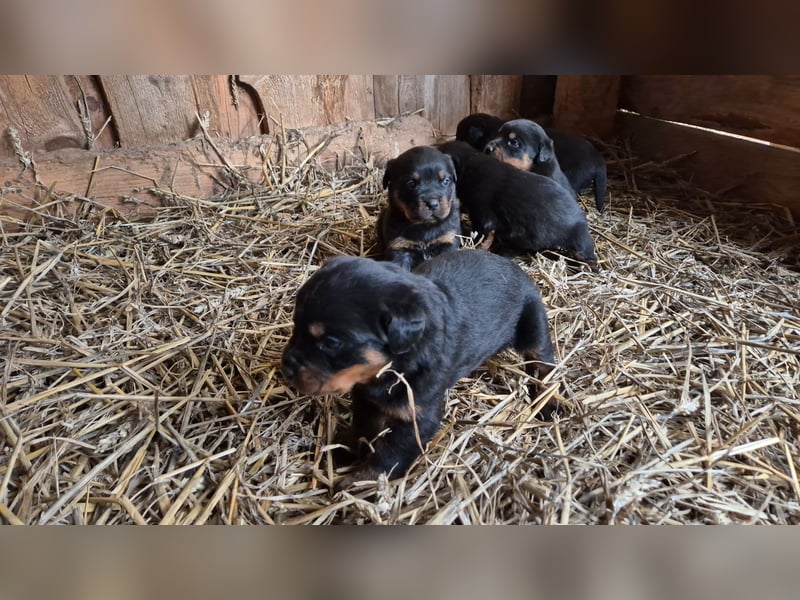 Rottweiler Welpen