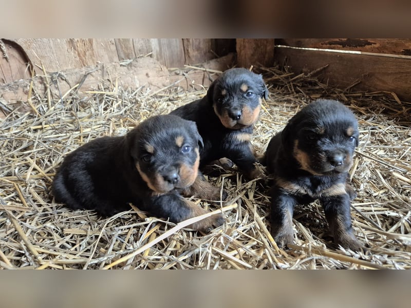Rottweiler Welpen