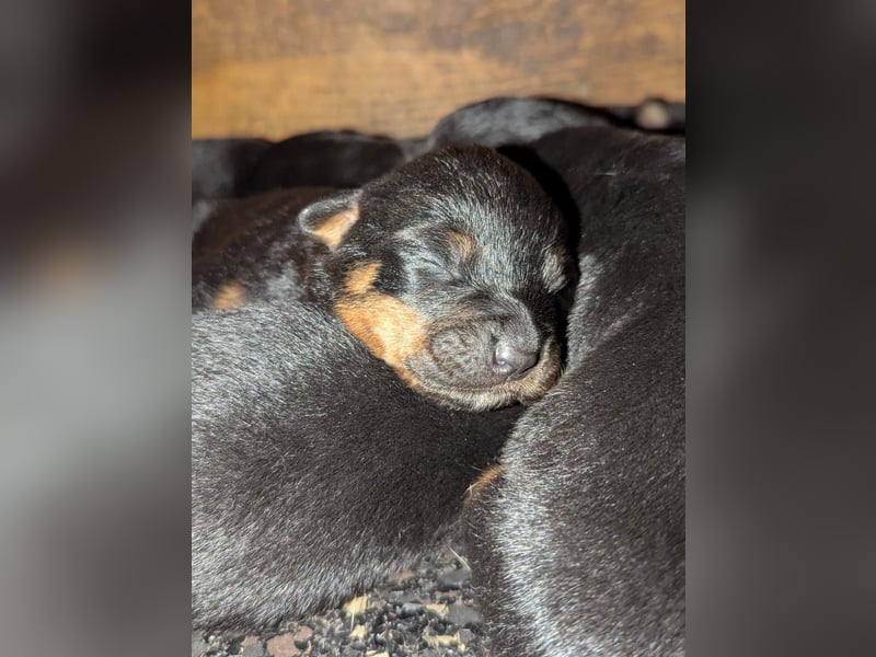 Rottweiler Welpen