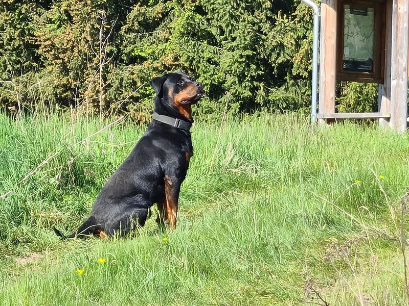 Rottweiler Welpen