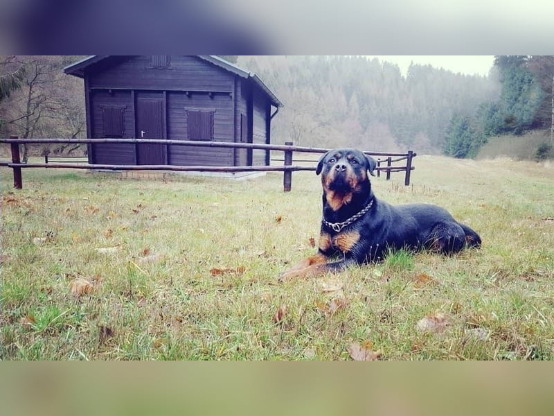 Rottweiler Welpen