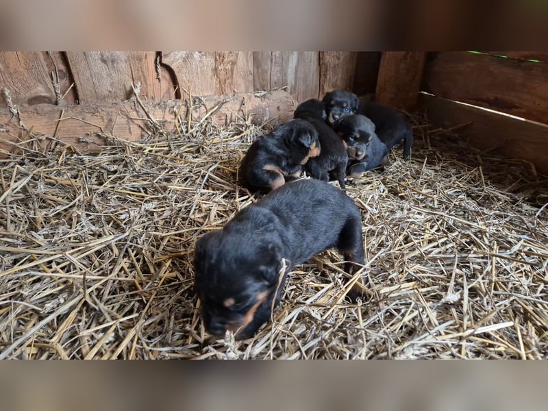 Rottweiler Welpen