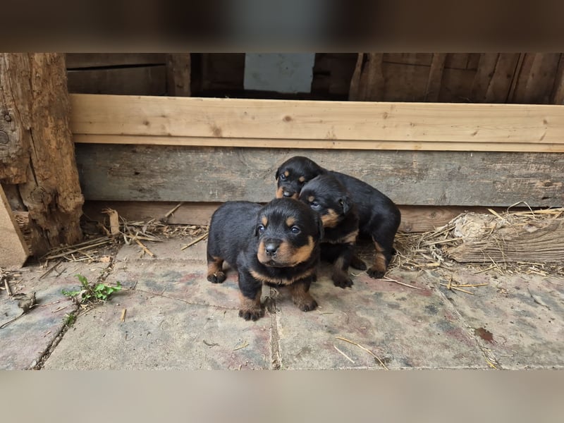 Rottweiler Welpen