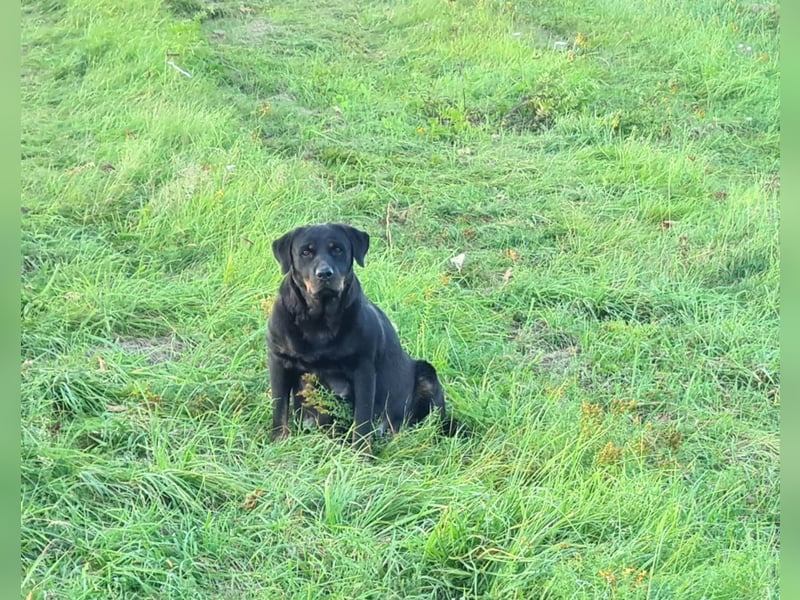 Rottweiler Welpen