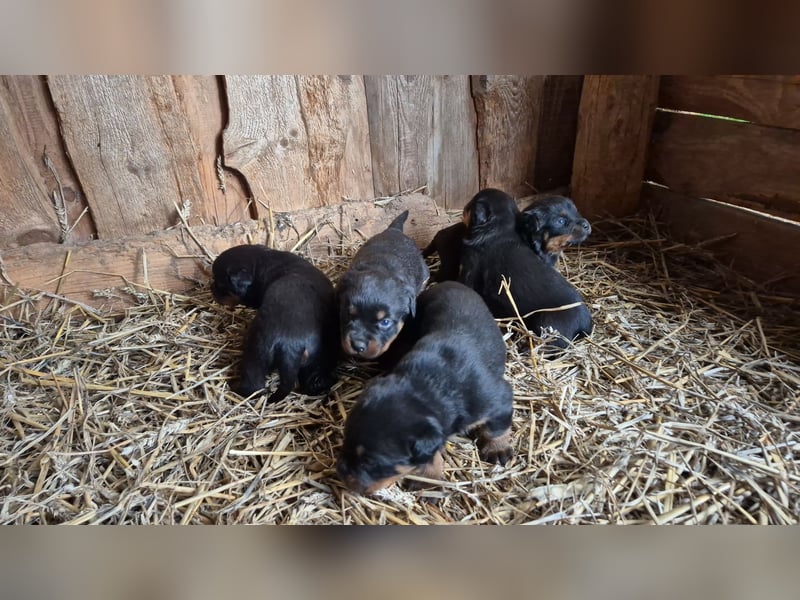 Rottweiler Welpen