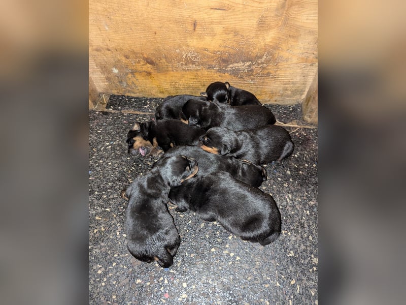 Rottweiler Welpen