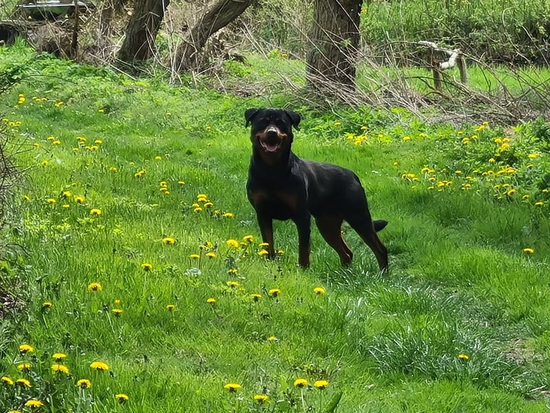 Rottweiler Welpen