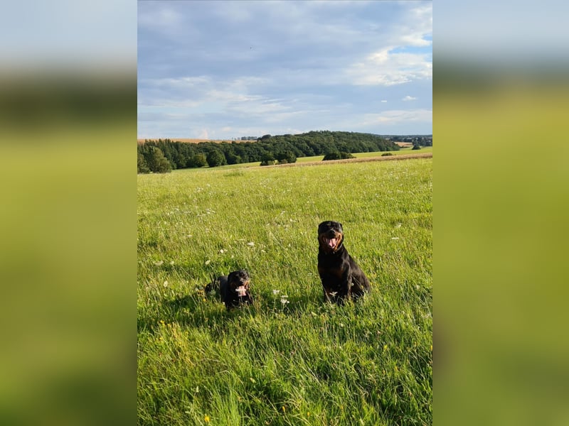 Rottweiler Welpen