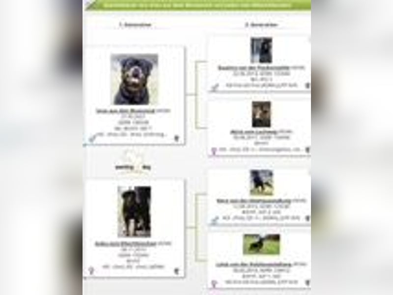 Welpen C-Wurf Rottweiler vom Roitzscher Kobold