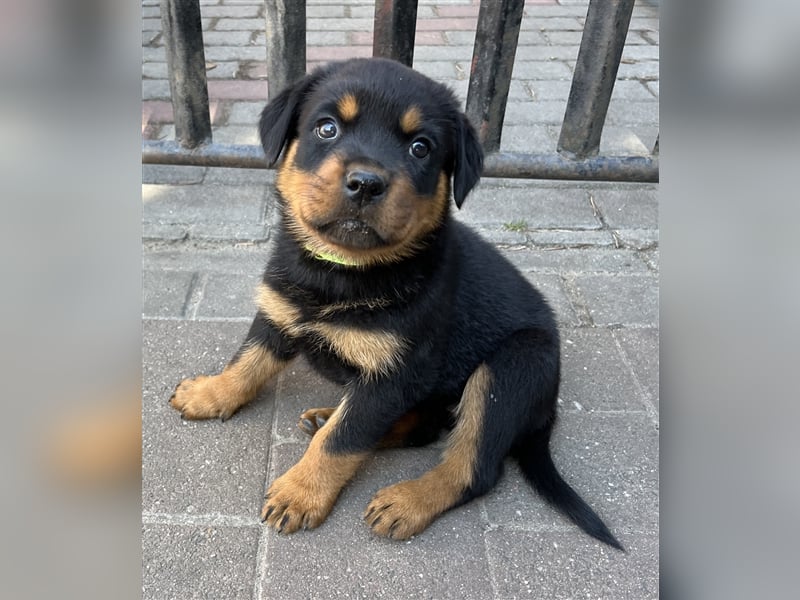 Reinrassige Rottweiler Welpen mit Ahnentafel