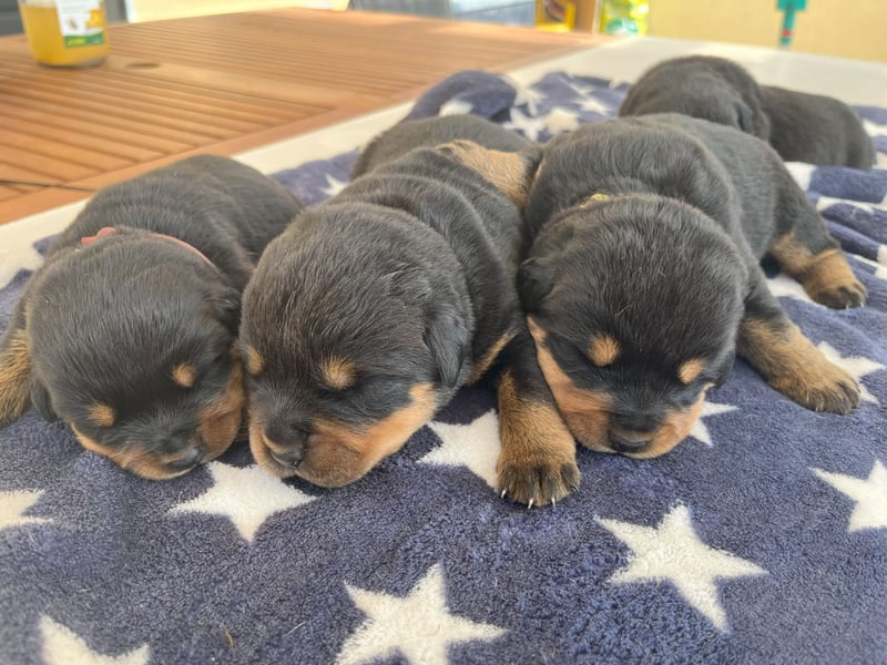 Welpen C-Wurf Rottweiler vom Roitzscher Kobold