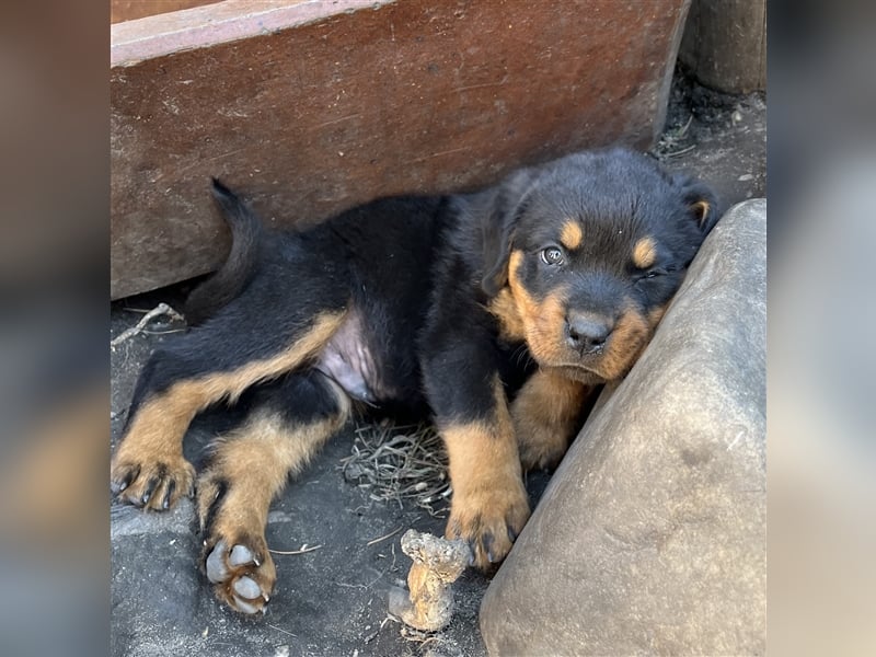 Reinrassige Rottweiler Welpen mit Ahnentafel