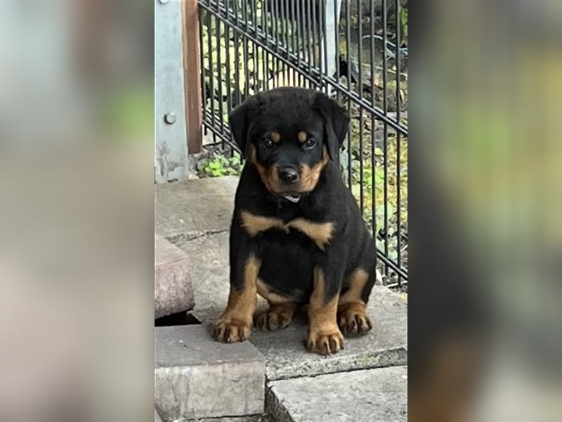 Reinrassige Rottweiler Welpen mit Ahnentafel