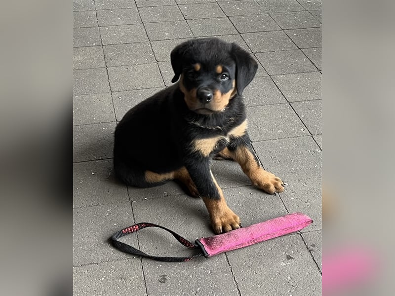 Reinrassige Rottweiler Welpen mit Ahnentafel