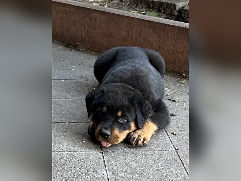 Reinrassige Rottweiler Welpen mit Ahnentafel