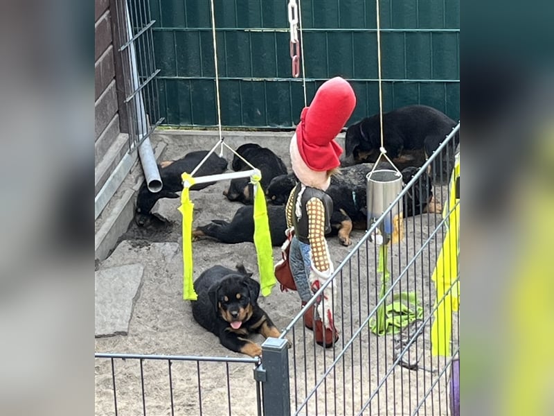 Reinrassige Rottweiler Welpen mit Ahnentafel