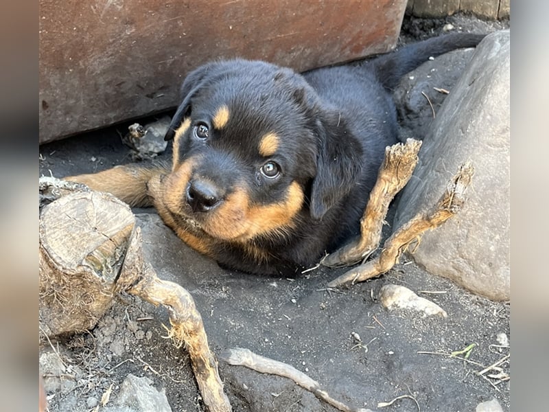 Reinrassige Rottweiler Welpen mit Ahnentafel