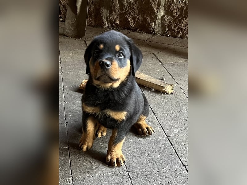 Reinrassige Rottweiler Welpen mit Ahnentafel