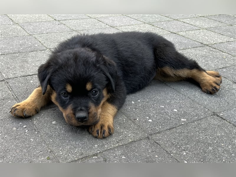 Reinrassige Rottweiler Welpen mit Ahnentafel
