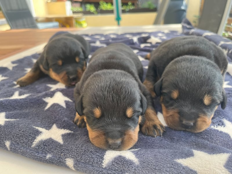 Welpen C-Wurf Rottweiler vom Roitzscher Kobold