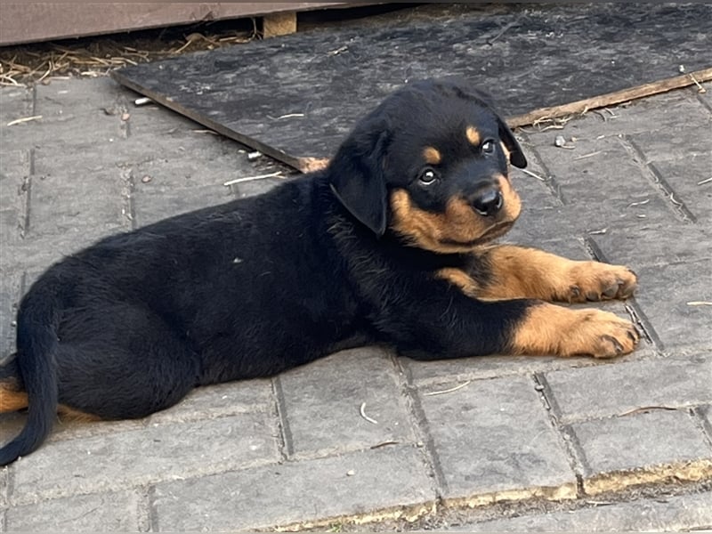 Reinrassige Rottweiler Welpen mit Ahnentafel