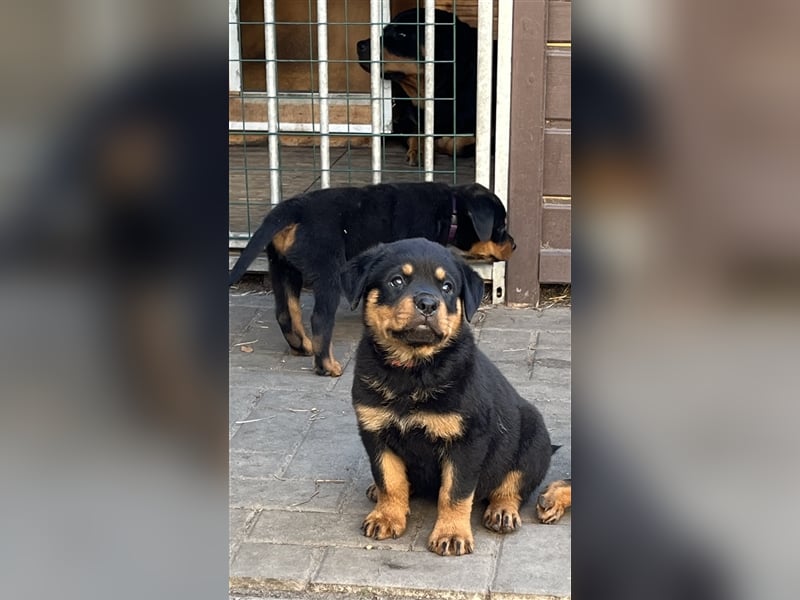 Reinrassige Rottweiler Welpen mit Ahnentafel