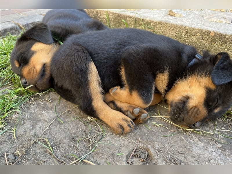 Reinrassige Rottweiler Welpen mit Ahnentafel
