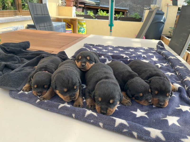 Welpen C-Wurf Rottweiler vom Roitzscher Kobold
