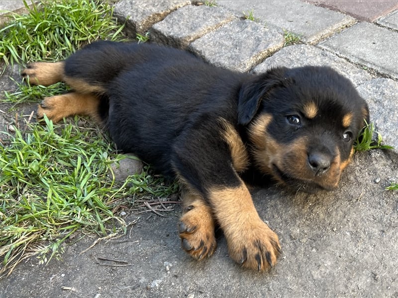 Reinrassige Rottweiler Welpen mit Ahnentafel