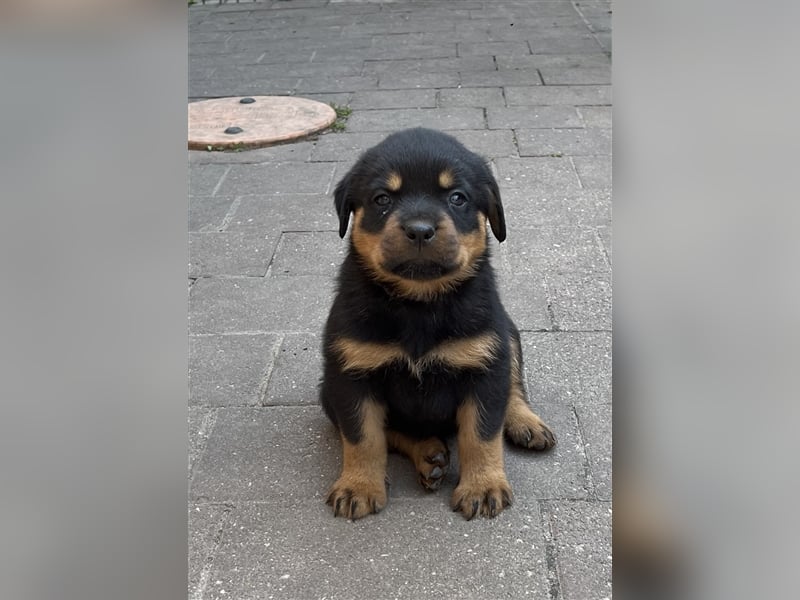 Reinrassige Rottweiler Welpen mit Ahnentafel