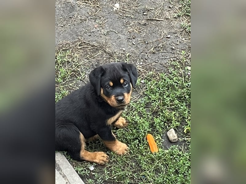 Reinrassige Rottweiler Welpen mit Ahnentafel