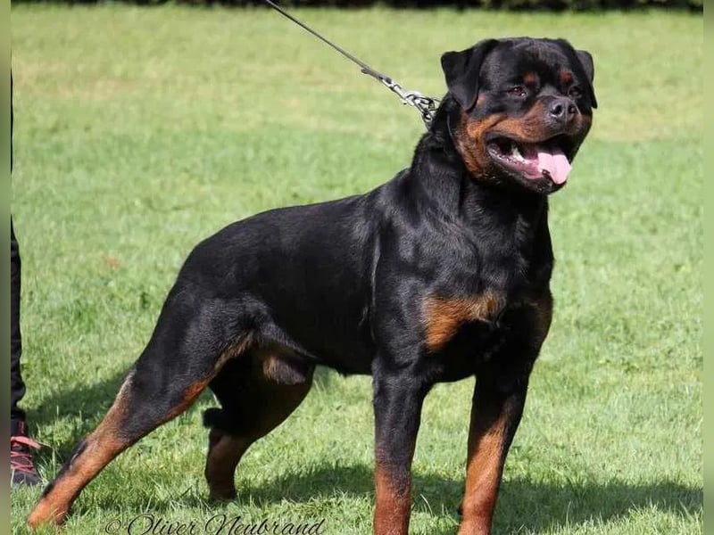 Rottweiler Welpen 100% ADRK FCI