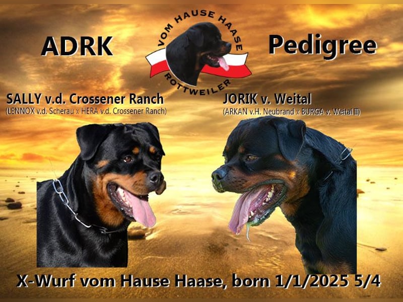 Rottweiler Welpen 100% ADRK FCI