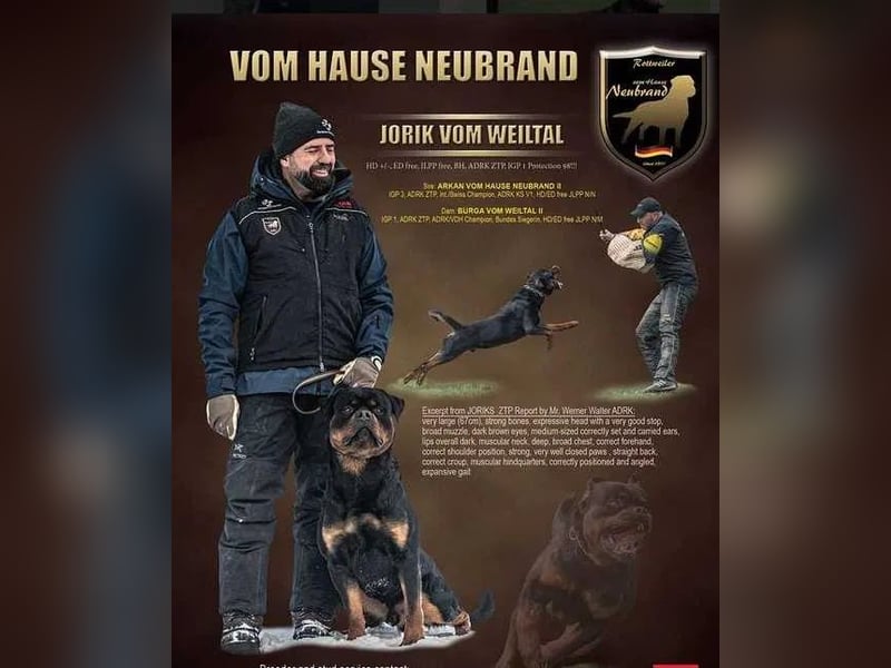 Rottweiler Welpen 100% ADRK FCI