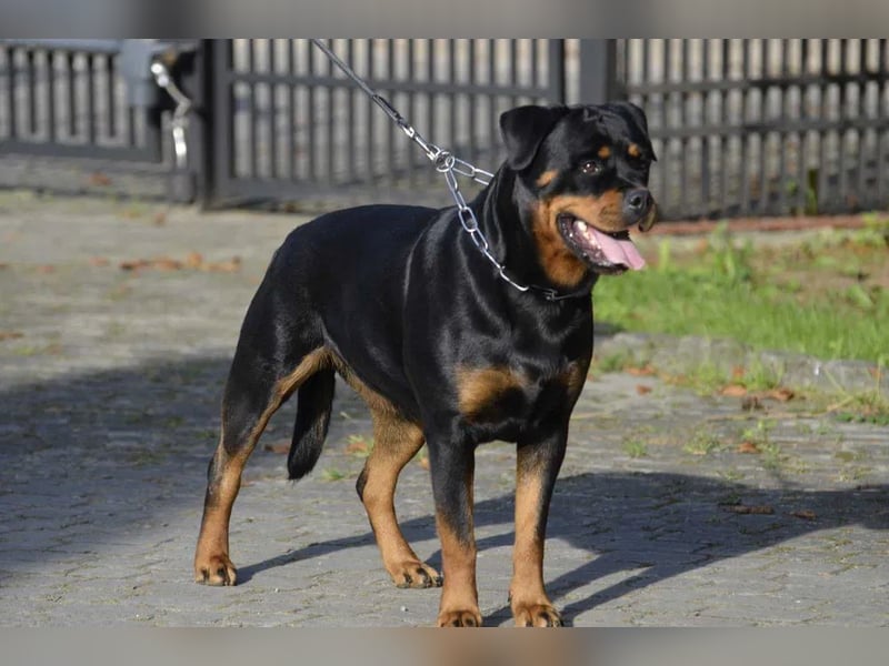 Rottweiler Welpen 100% ADRK FCI