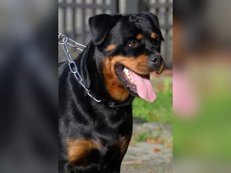 Rottweiler Welpen 100% ADRK FCI