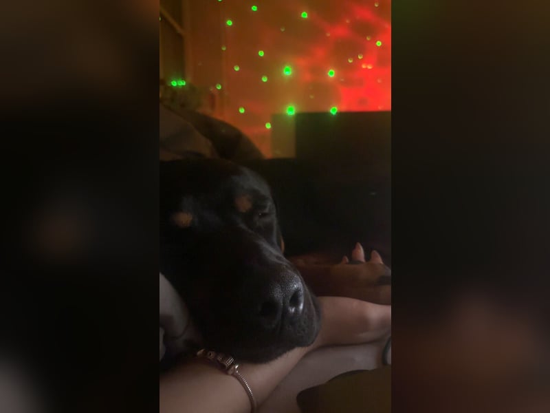 Mischlings Rüde Arkani sucht (Dringend) neues liebevolles Zuhause