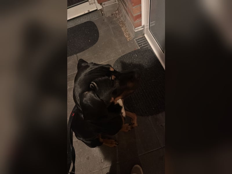 Mischlings Rüde Arkani sucht (Dringend) neues liebevolles Zuhause